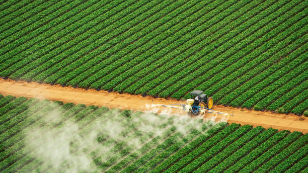 Best Insect Control  in Pirtleville, AZ