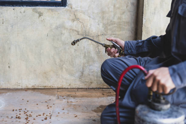 Best Pest Removal Services  in Pirtleville, AZ